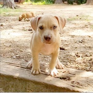 Meet your Posher, Otis